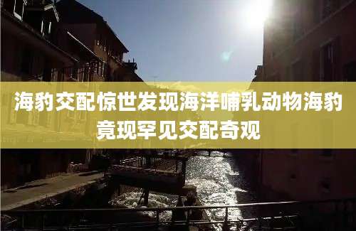 海豹交配惊世发现海洋哺乳动物海豹竟现罕见交配奇观